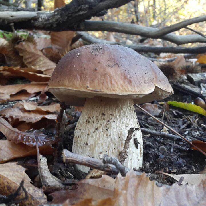 Le Mercou En Cevennes Saint-Martin-de-Boubaux Eksteriør bilde